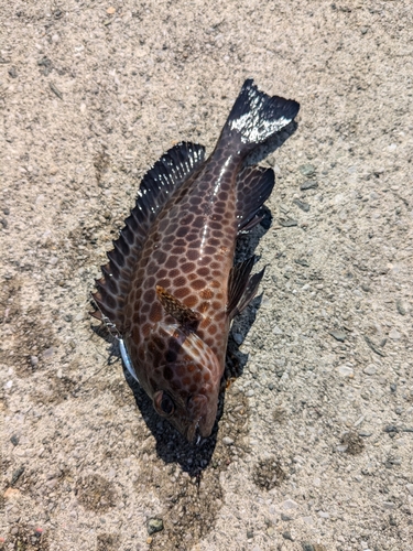 オオモンハタの釣果