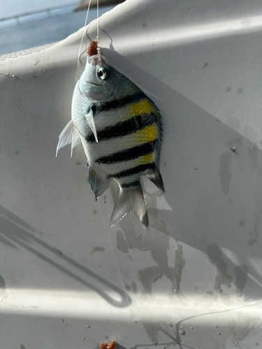 オヤビッチャの釣果