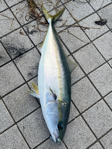 ハマチの釣果