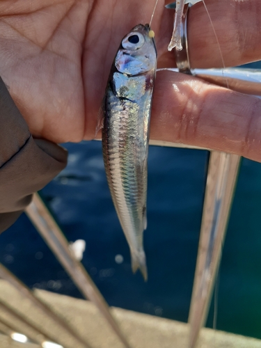 イワシの釣果