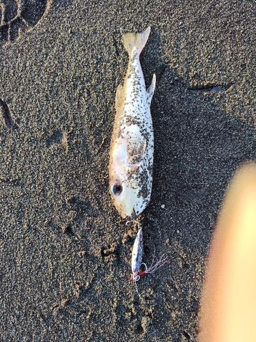 シロサバフグの釣果