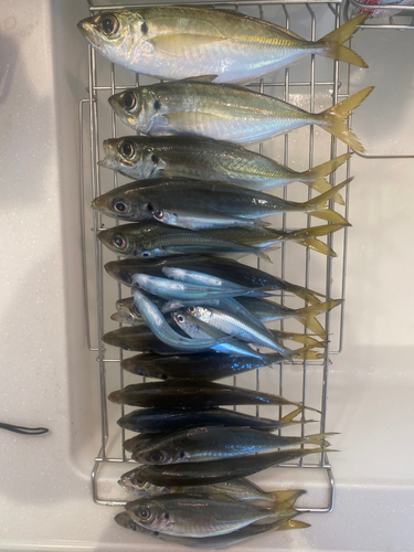 アジの釣果