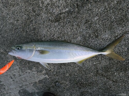 ハマチの釣果