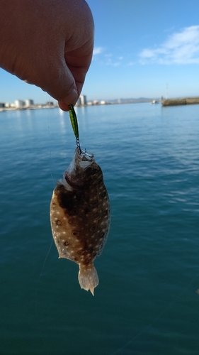 ソゲの釣果