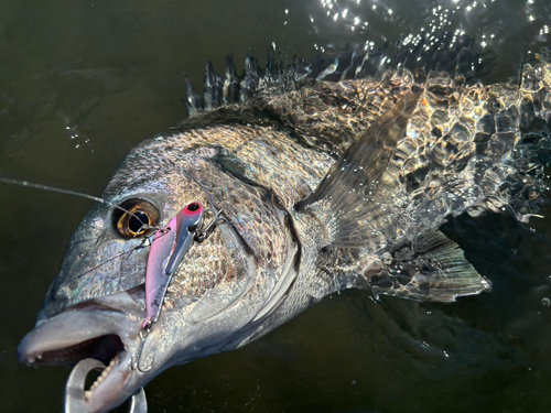 チヌの釣果