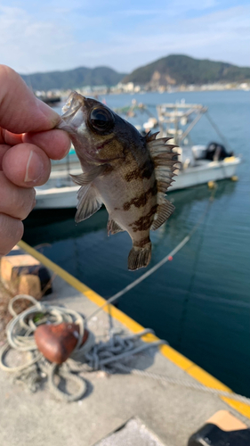 アカメバルの釣果