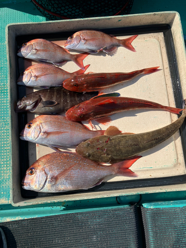 マダイの釣果