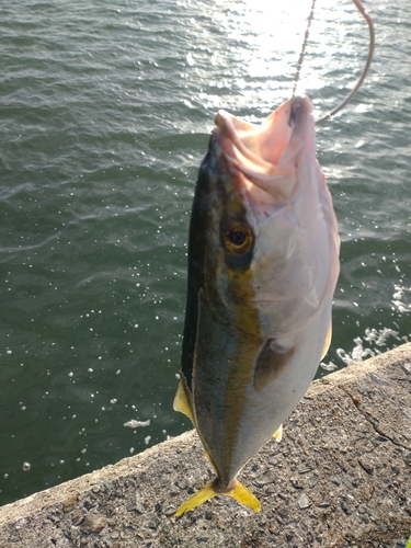 ハマチの釣果