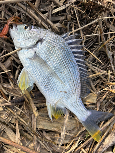 キビレの釣果