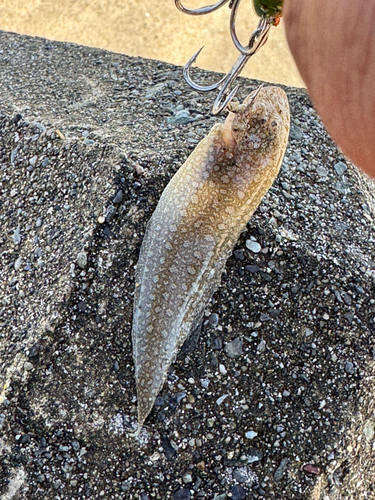 シタビラメの釣果