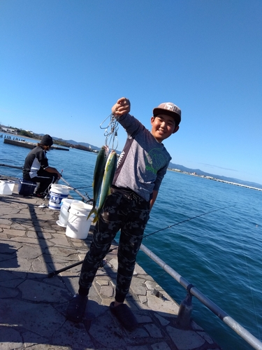 ワカシの釣果