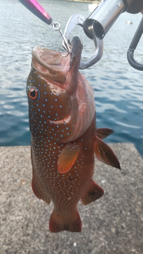 スジアラの釣果