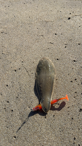 シタビラメの釣果