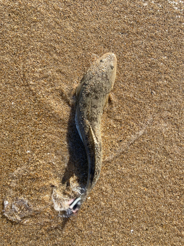 コチの釣果