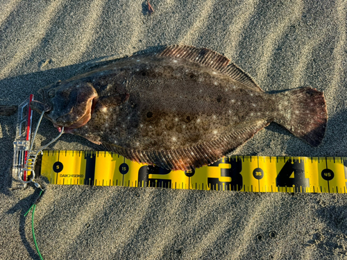 ヒラメの釣果