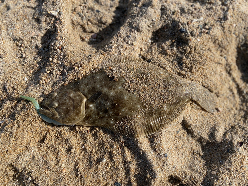 ヒラメの釣果