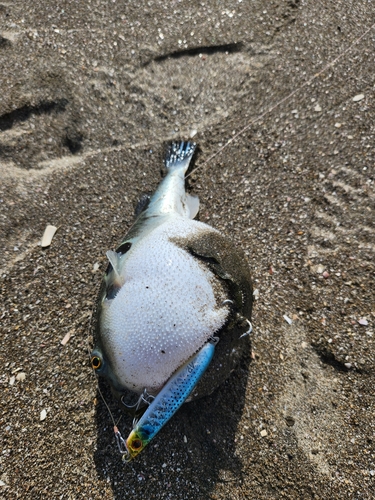 トラフグの釣果