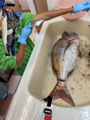 マダイの釣果