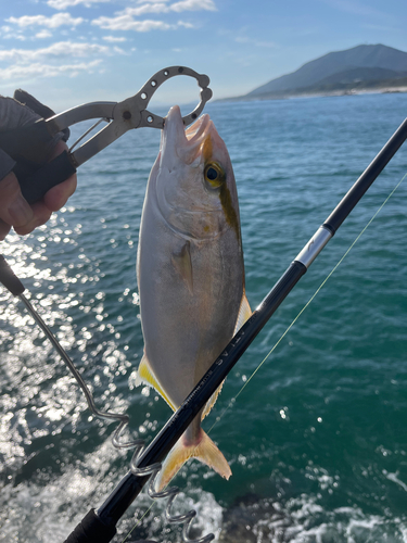 ショゴの釣果