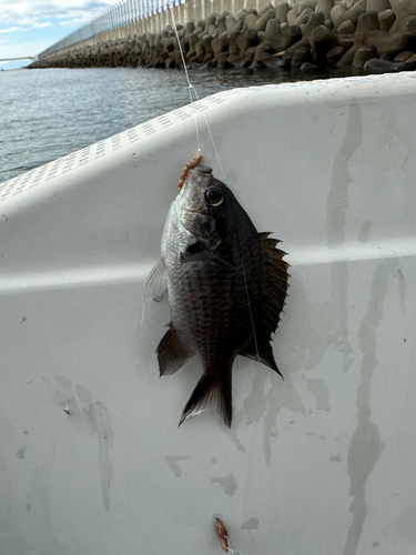 スズメダイの釣果