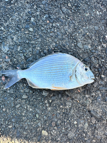 ヘダイの釣果