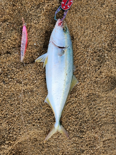 ヤズの釣果