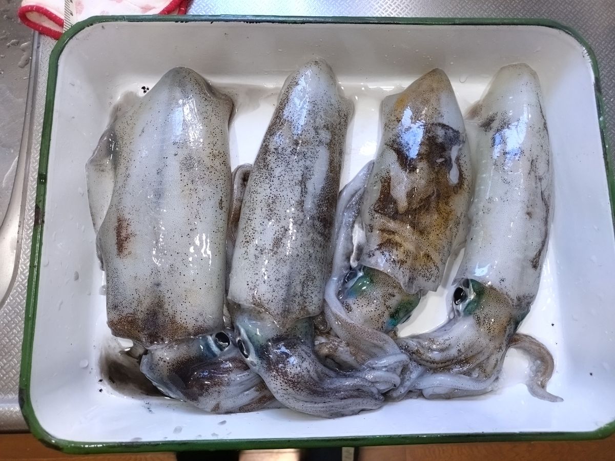 トムスカさんの釣果 2枚目の画像