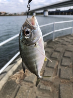 メッキの釣果