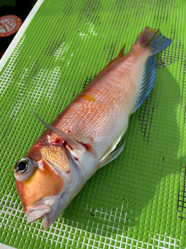 アマダイの釣果