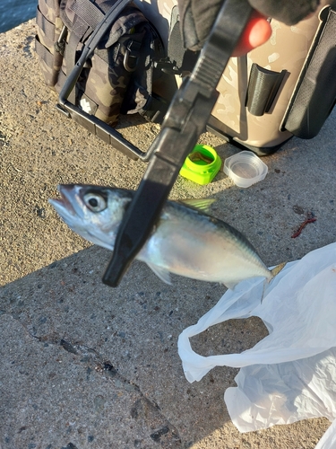 サバの釣果