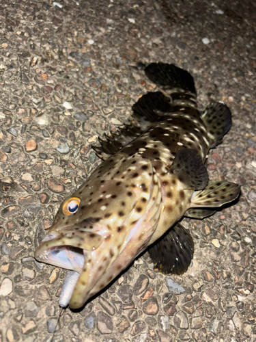 チャイロマルハタの釣果