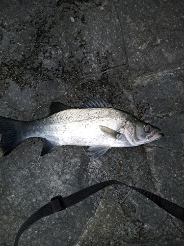 セイゴ（ヒラスズキ）の釣果