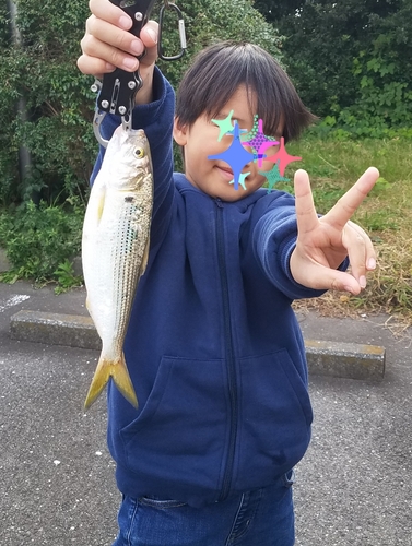 コノシロの釣果