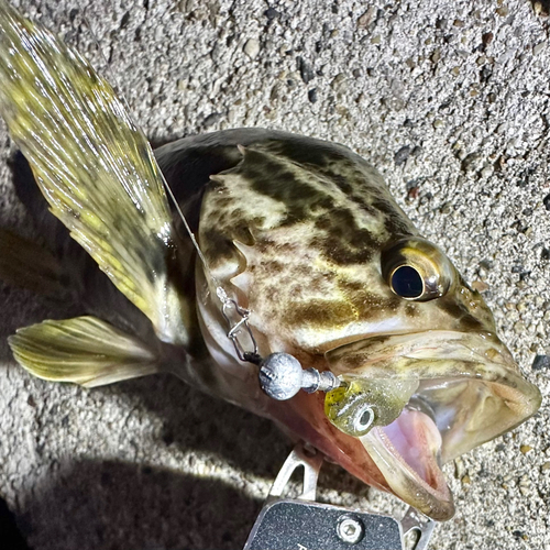 タケノコメバルの釣果