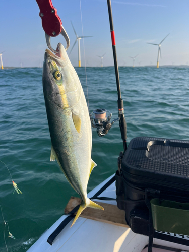 サワラの釣果