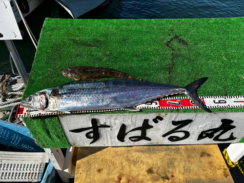 サワラの釣果