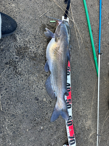 アメリカナマズの釣果