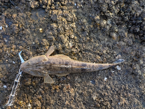 マゴチの釣果