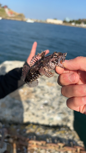 アサヒアナハゼの釣果