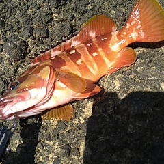 アカハタの釣果