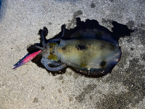 アオリイカの釣果