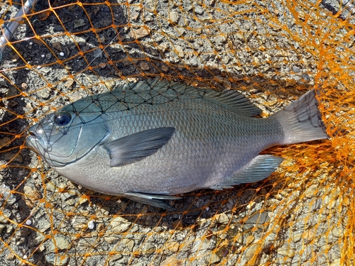 クチブトグレの釣果