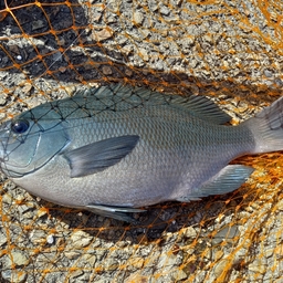 クチブトグレ