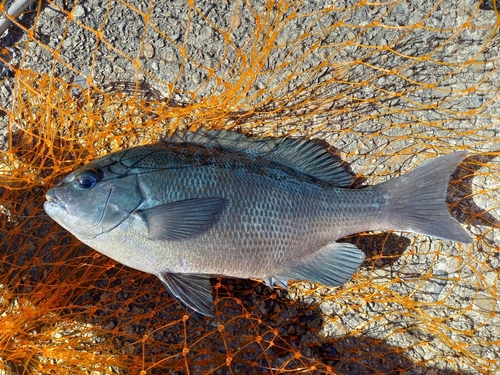 クチブトグレの釣果