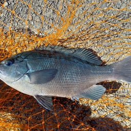 クチブトグレ