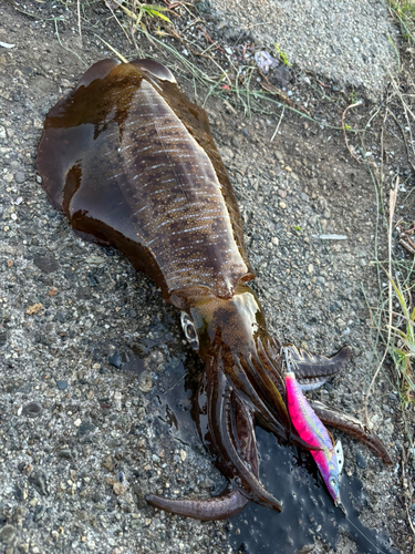 アオリイカの釣果