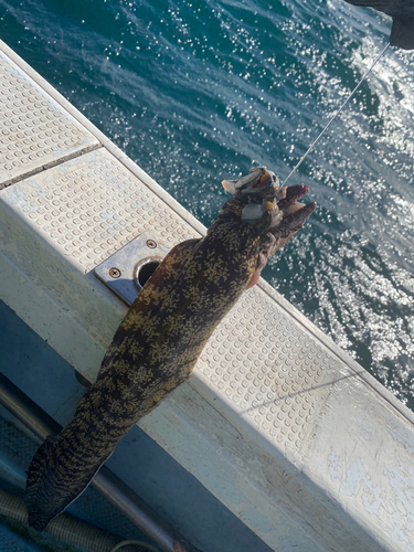 ウツボの釣果