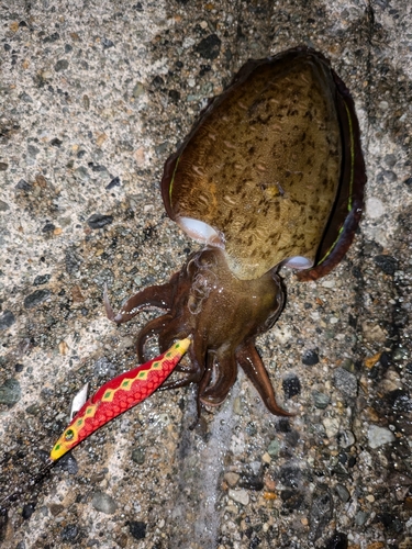 モンゴウイカの釣果