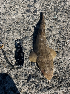 マゴチの釣果