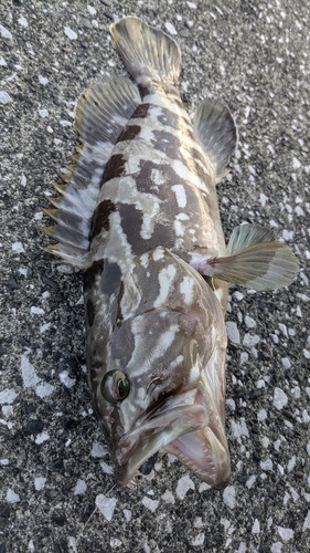 クエの釣果